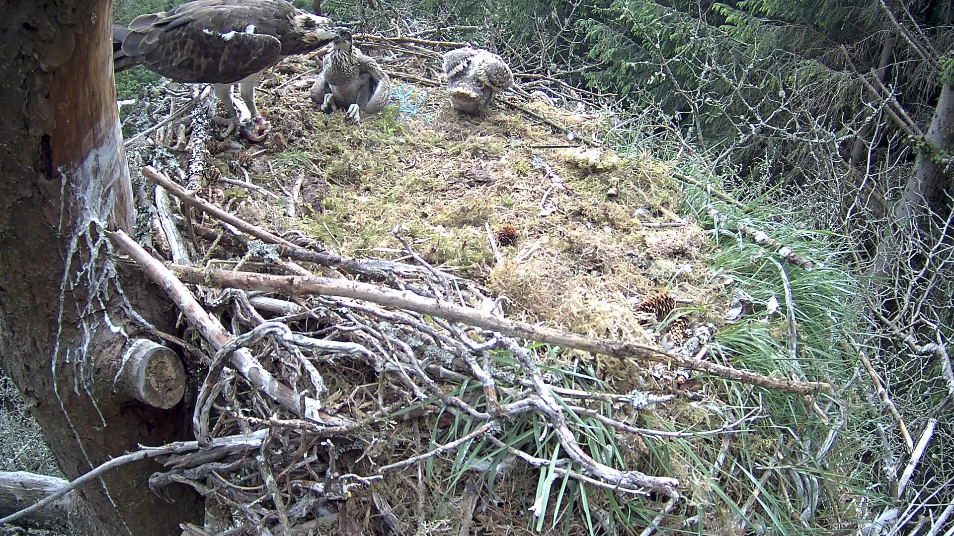 Osprey chicks feeding