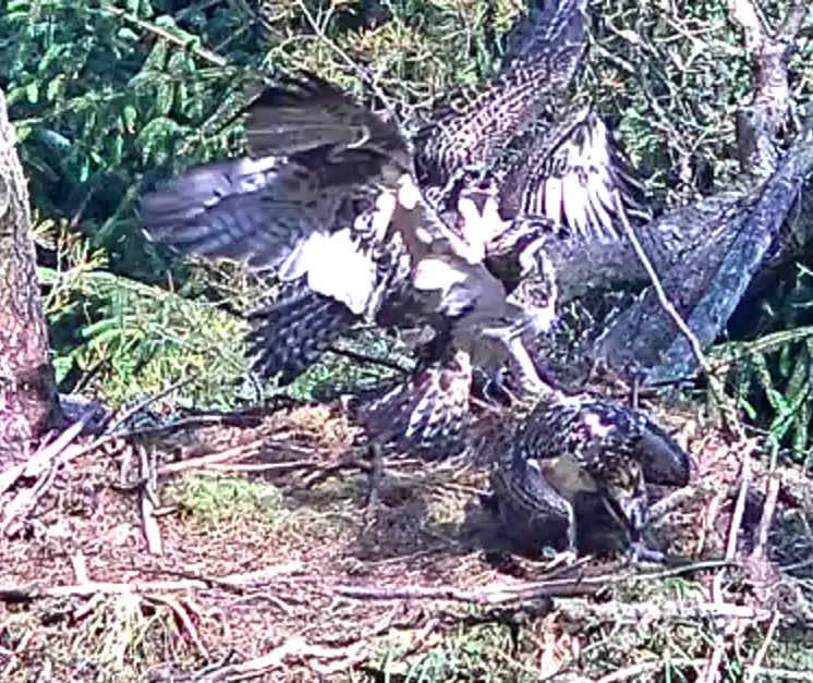 Ospreys fighting