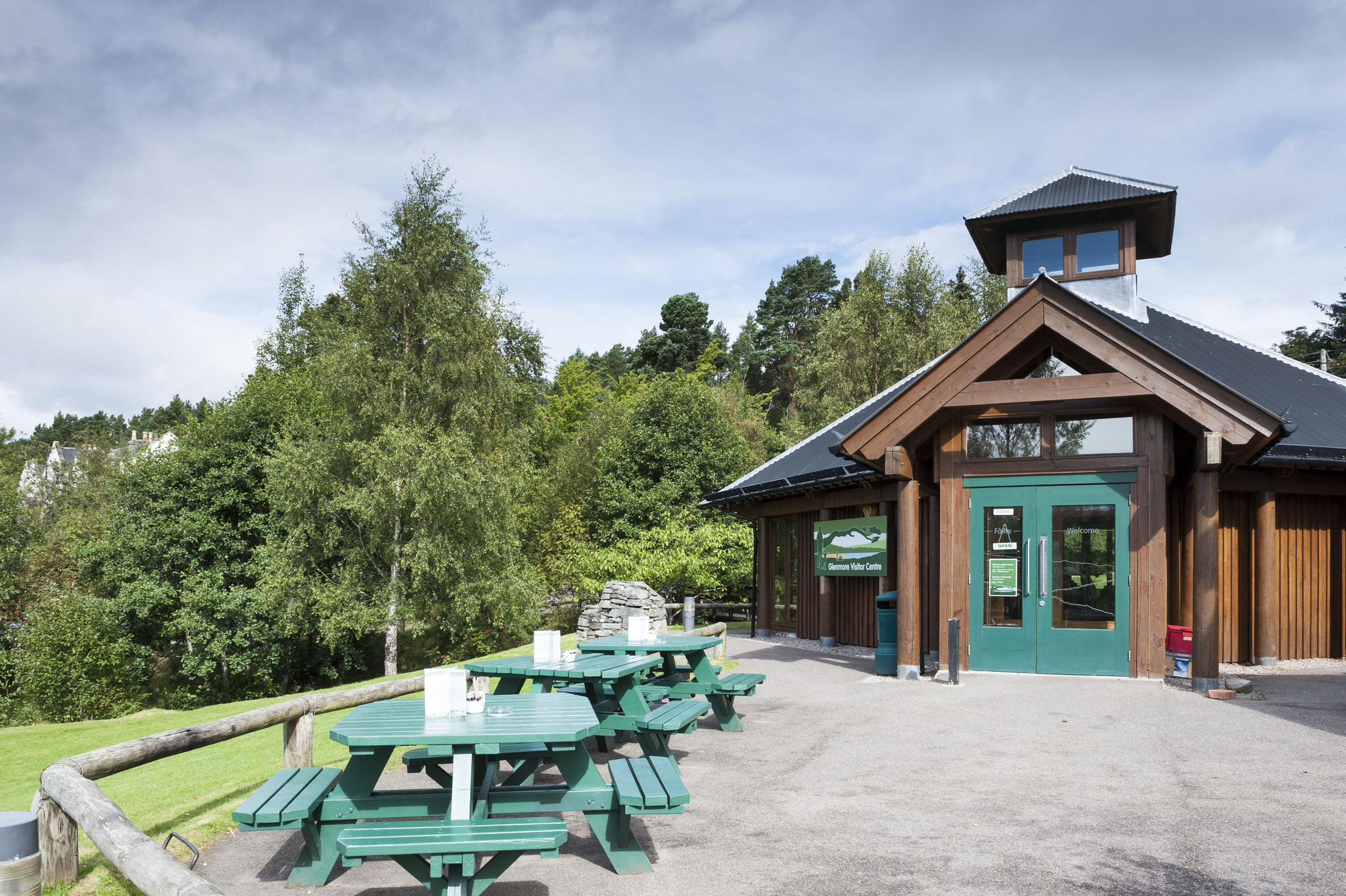 Drooping conifer branch