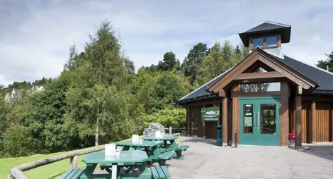 Drooping conifer branch