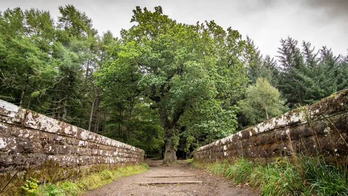 Path over a bridge leading to a large oak tree.