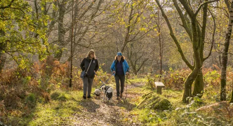 Drooping conifer branch