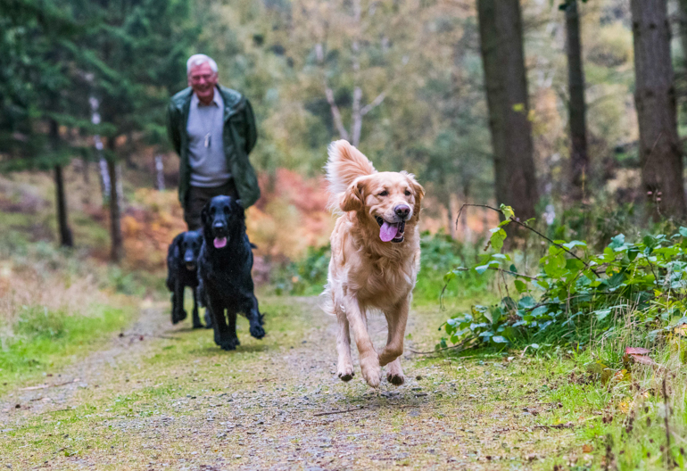 A man walks three dogs along a wide woodland track