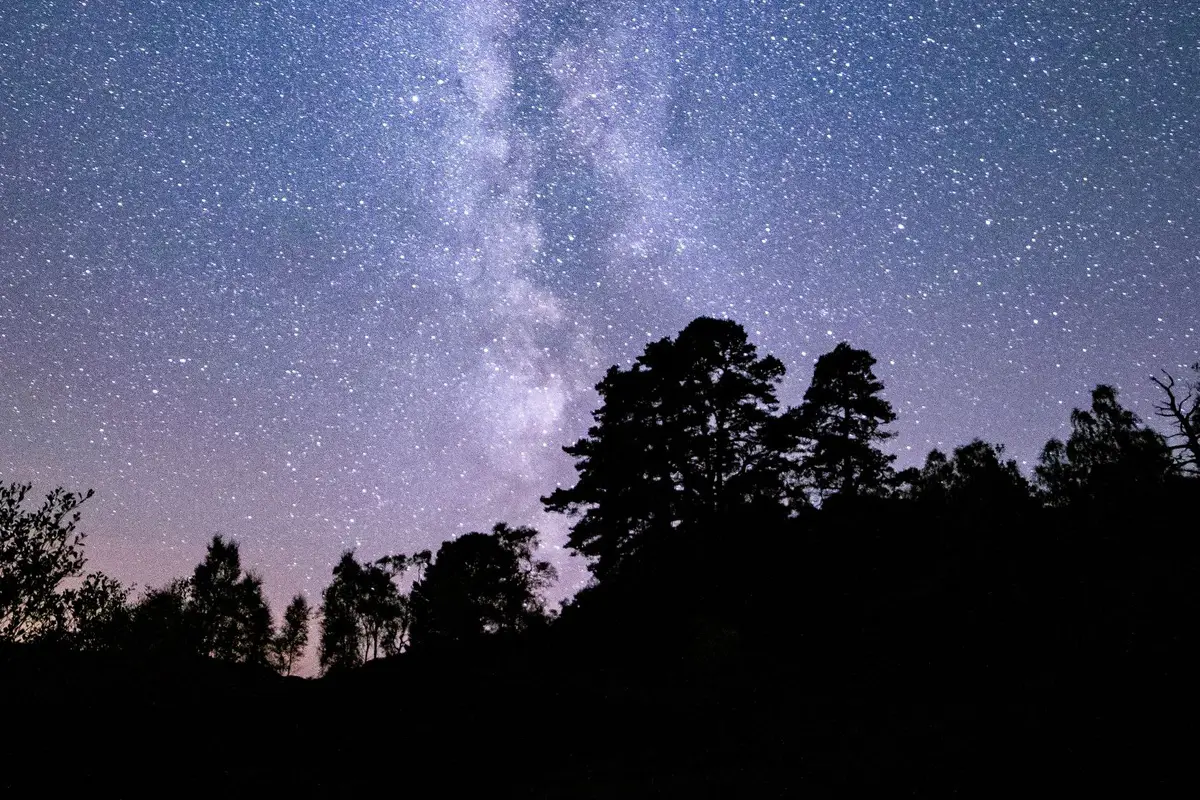 Starry sky above trees