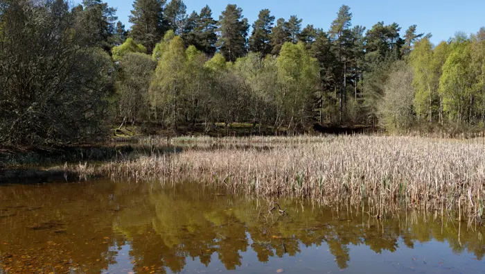 A pond in a forest with grass growing on the edges