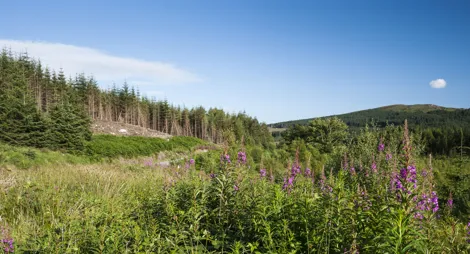 Drooping conifer branch