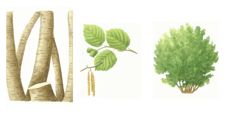 Botanical drawings of hazel