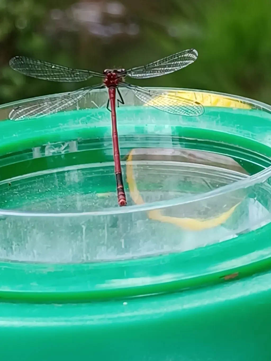 A large red damselfly in a green cup.