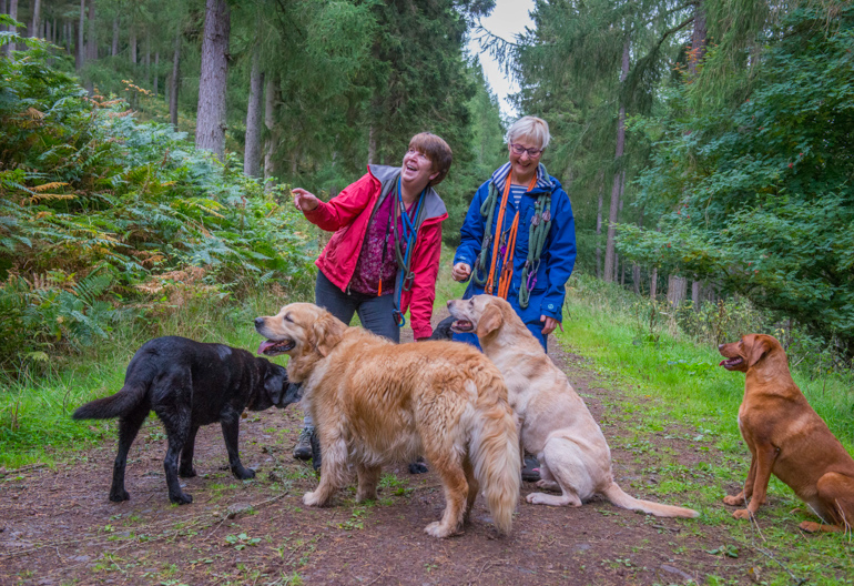 Two women walking group of various dogs, Cardrona Forest, near Peebles