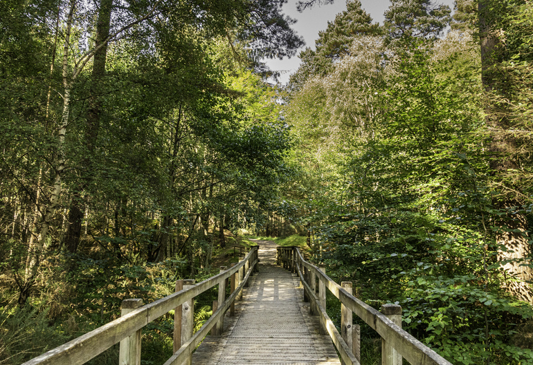 A wooden bridge in a forest